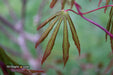 - Acer shirasawanum 'Purple Umbrella' Japanese Maple - Mr Maple │ Buy Japanese Maple Trees