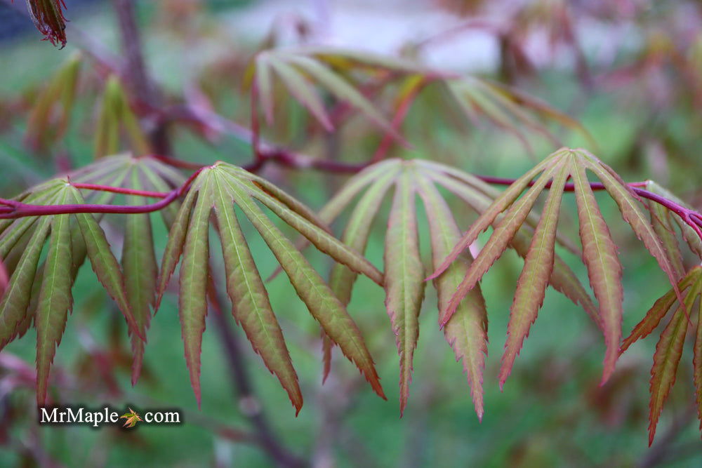 - Acer shirasawanum 'Purple Umbrella' Japanese Maple - Mr Maple │ Buy Japanese Maple Trees