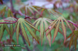 - Acer shirasawanum 'Purple Umbrella' Japanese Maple - Mr Maple │ Buy Japanese Maple Trees