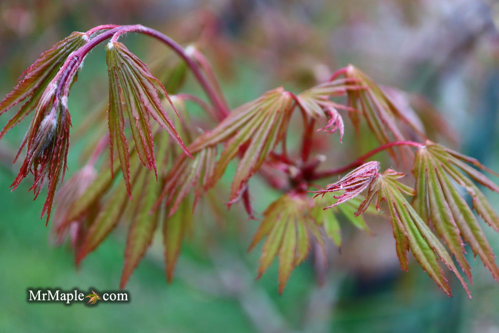 - Acer shirasawanum 'Purple Umbrella' Japanese Maple - Mr Maple │ Buy Japanese Maple Trees