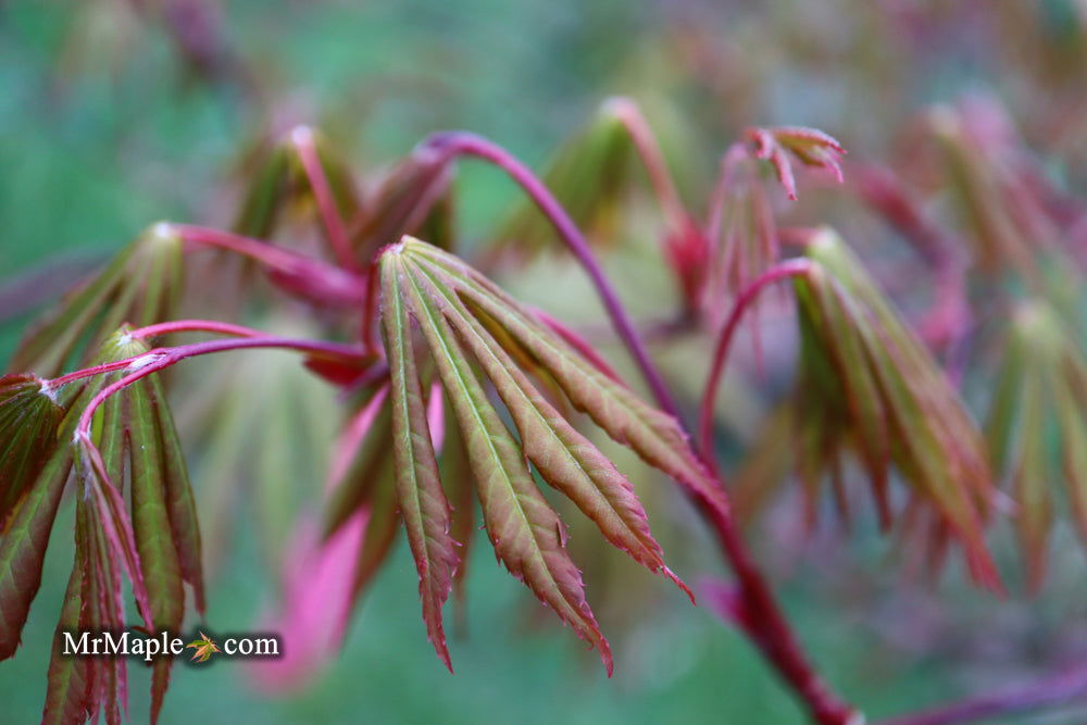 - Acer shirasawanum 'Purple Umbrella' Japanese Maple - Mr Maple │ Buy Japanese Maple Trees