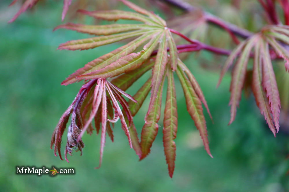 - Acer shirasawanum 'Purple Umbrella' Japanese Maple - Mr Maple │ Buy Japanese Maple Trees