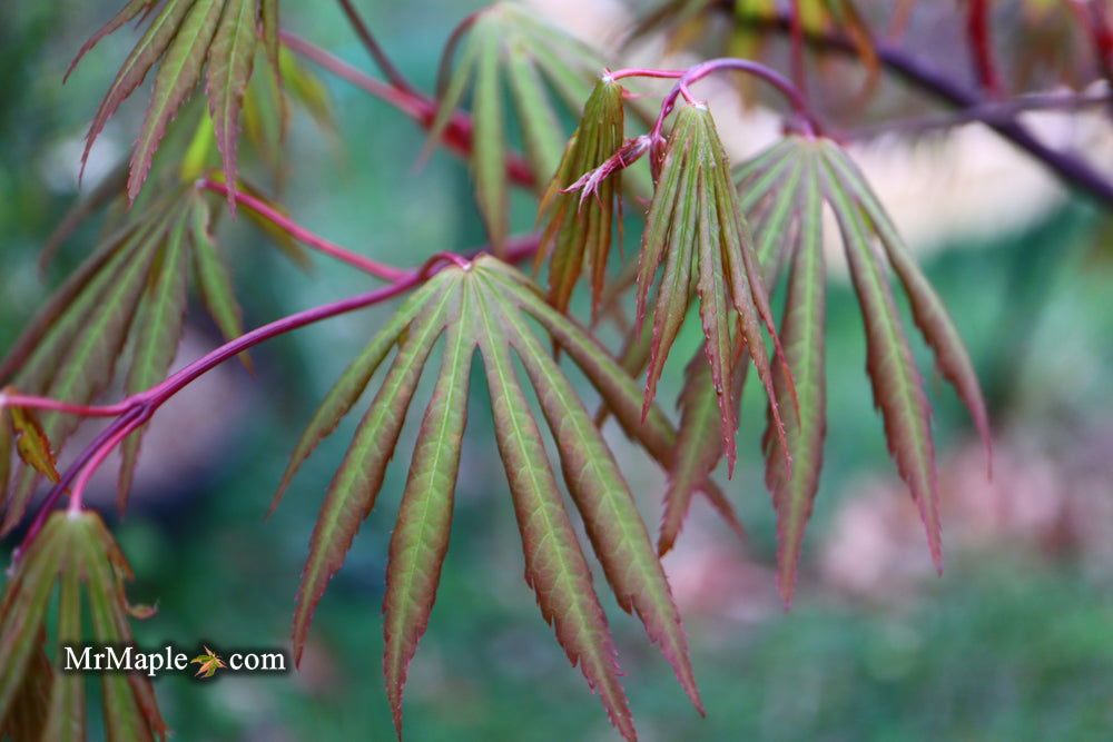 - Acer shirasawanum 'Purple Umbrella' Japanese Maple - Mr Maple │ Buy Japanese Maple Trees