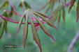 - Acer shirasawanum 'Purple Umbrella' Japanese Maple - Mr Maple │ Buy Japanese Maple Trees