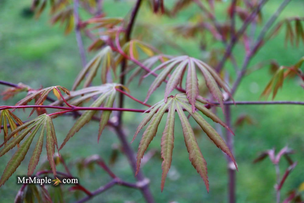 - Acer shirasawanum 'Purple Umbrella' Japanese Maple - Mr Maple │ Buy Japanese Maple Trees