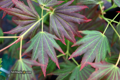 - Acer shirasawanum 'Purple Velvet' Japanese Maple - Mr Maple │ Buy Japanese Maple Trees