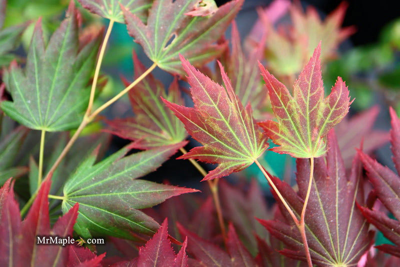 - Acer shirasawanum 'Purple Velvet' Japanese Maple - Mr Maple │ Buy Japanese Maple Trees