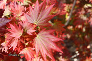 - Acer shirasawanum 'Purple Velvet' Japanese Maple - Mr Maple │ Buy Japanese Maple Trees
