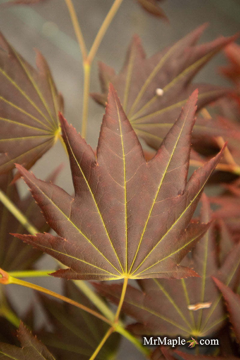 - Acer shirasawanum 'Purple Velvet' Japanese Maple - Mr Maple │ Buy Japanese Maple Trees