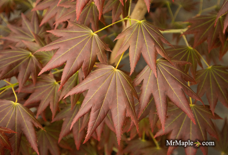 - Acer shirasawanum 'Purple Velvet' Japanese Maple - Mr Maple │ Buy Japanese Maple Trees