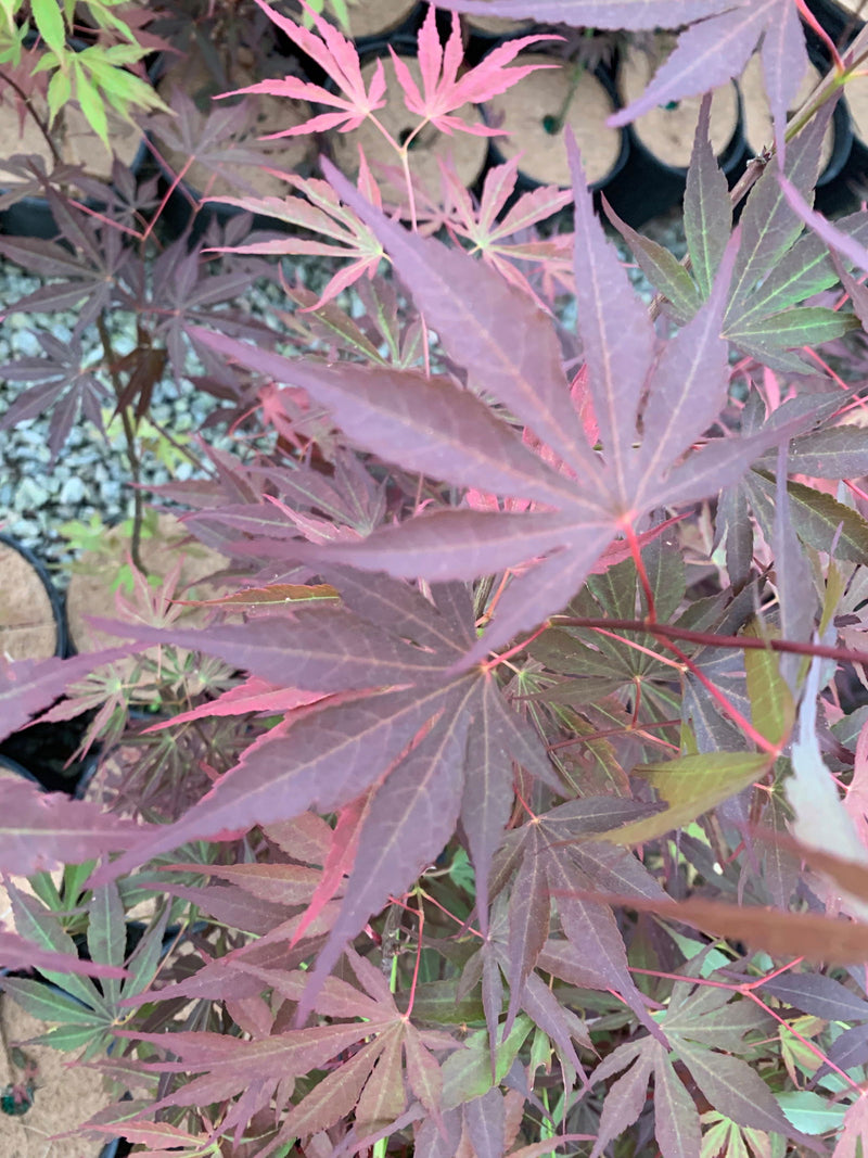 - Acer shirasawanum Red Dawn Seedling Japanese Maples - Mr Maple │ Buy Japanese Maple Trees
