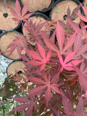 - Acer shirasawanum Red Dawn Seedling Japanese Maples - Mr Maple │ Buy Japanese Maple Trees