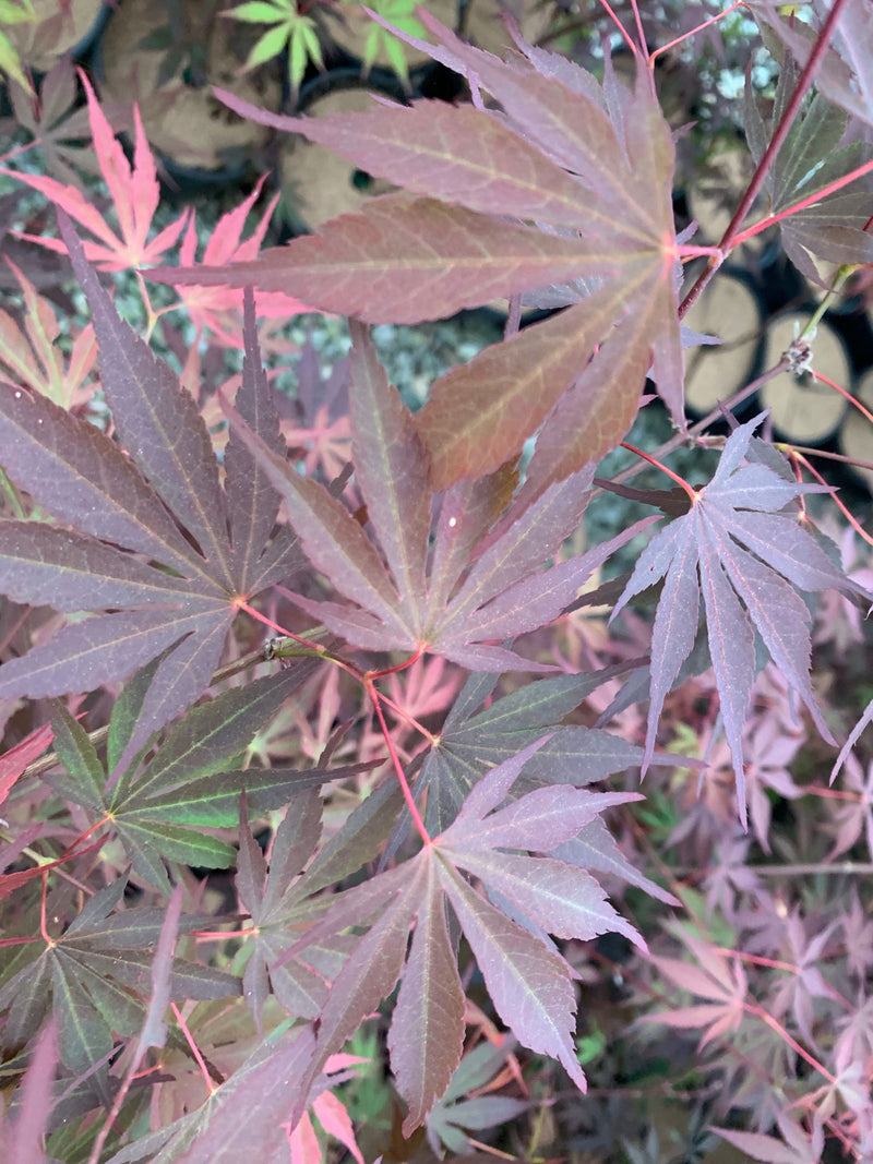 - Acer shirasawanum Red Dawn Seedling Japanese Maples - Mr Maple │ Buy Japanese Maple Trees