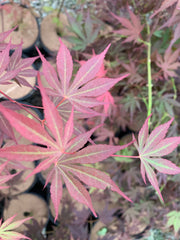 - Acer shirasawanum Red Dawn Seedling Japanese Maples - Mr Maple │ Buy Japanese Maple Trees