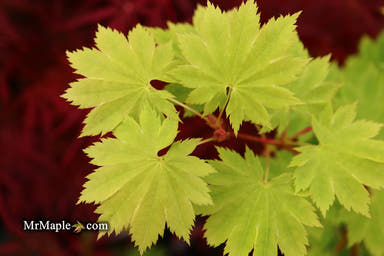 - Acer shirasawanum 'Red Wing' Japanese Maple - Mr Maple │ Buy Japanese Maple Trees