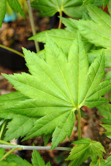 - Acer shirasawanum 'Red Wing' Japanese Maple - Mr Maple │ Buy Japanese Maple Trees