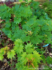 - Acer shirasawanum 'Red Wing' Japanese Maple - Mr Maple │ Buy Japanese Maple Trees