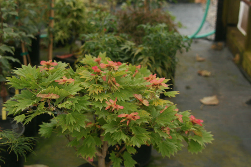 - Acer shirasawanum 'Red Wing' Japanese Maple - Mr Maple │ Buy Japanese Maple Trees