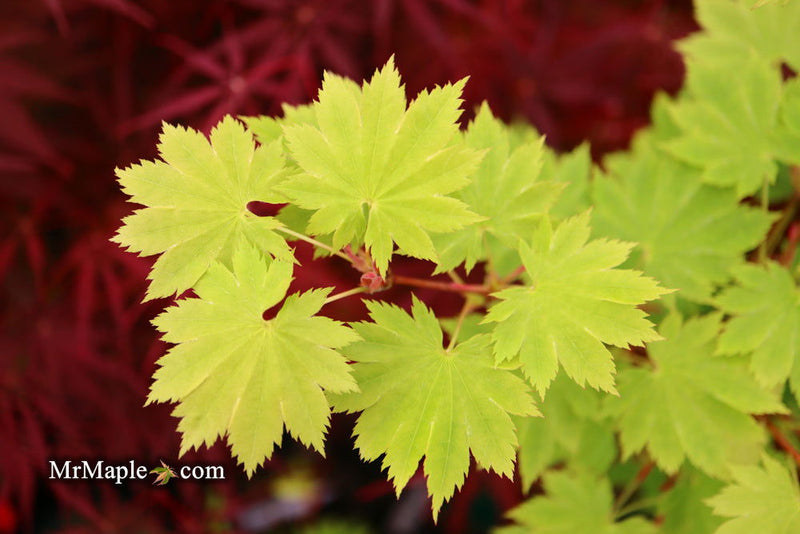 - Acer shirasawanum 'Red Wing' Japanese Maple - Mr Maple │ Buy Japanese Maple Trees