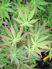 - Acer shirasawanum 'Season's of Change' Full Moon Japanese Maple - Mr Maple │ Buy Japanese Maple Trees