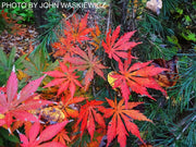 - Acer shirasawanum 'Season's of Change' Full Moon Japanese Maple - Mr Maple │ Buy Japanese Maple Trees