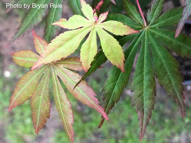 - Acer shirasawanum 'Season's of Change' Full Moon Japanese Maple - Mr Maple │ Buy Japanese Maple Trees