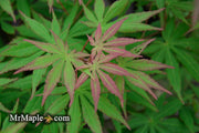 - Acer shirasawanum 'Season's of Change' Full Moon Japanese Maple - Mr Maple │ Buy Japanese Maple Trees