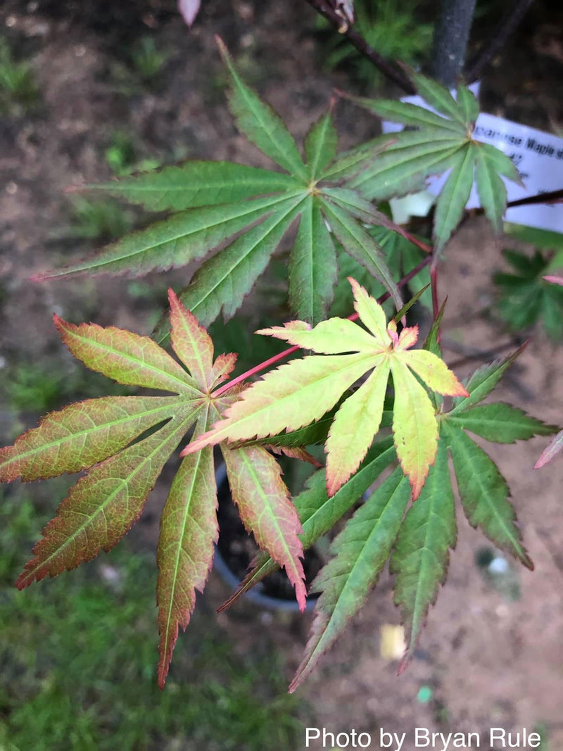 - Acer shirasawanum 'Season's of Change' Full Moon Japanese Maple - Mr Maple │ Buy Japanese Maple Trees