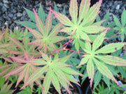 - Acer shirasawanum 'Season's of Change' Full Moon Japanese Maple - Mr Maple │ Buy Japanese Maple Trees