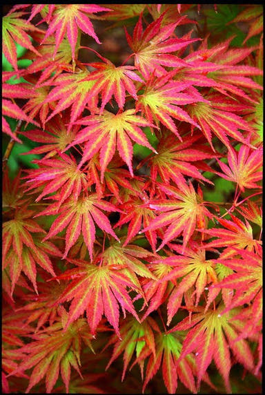 - Acer shirasawanum 'Sensu' Full Moon Japanese Maple - Mr Maple │ Buy Japanese Maple Trees