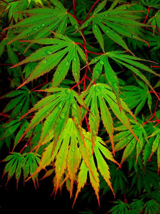 '- Acer shirasawanum 'Sensu' Full Moon Japanese Maple - Mr Maple │ Buy Japanese Maple Trees