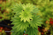 - Acer shirasawanum 'Seyu' Full Moon Japanese Maple - Mr Maple │ Buy Japanese Maple Trees