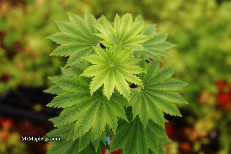 - Acer shirasawanum 'Seyu' Full Moon Japanese Maple - Mr Maple │ Buy Japanese Maple Trees