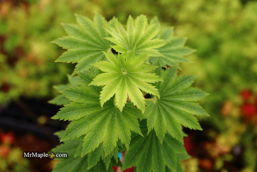 - Acer shirasawanum 'Seyu' Full Moon Japanese Maple - Mr Maple │ Buy Japanese Maple Trees
