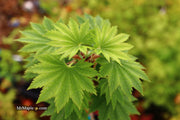 - Acer shirasawanum 'Seyu' Full Moon Japanese Maple - Mr Maple │ Buy Japanese Maple Trees