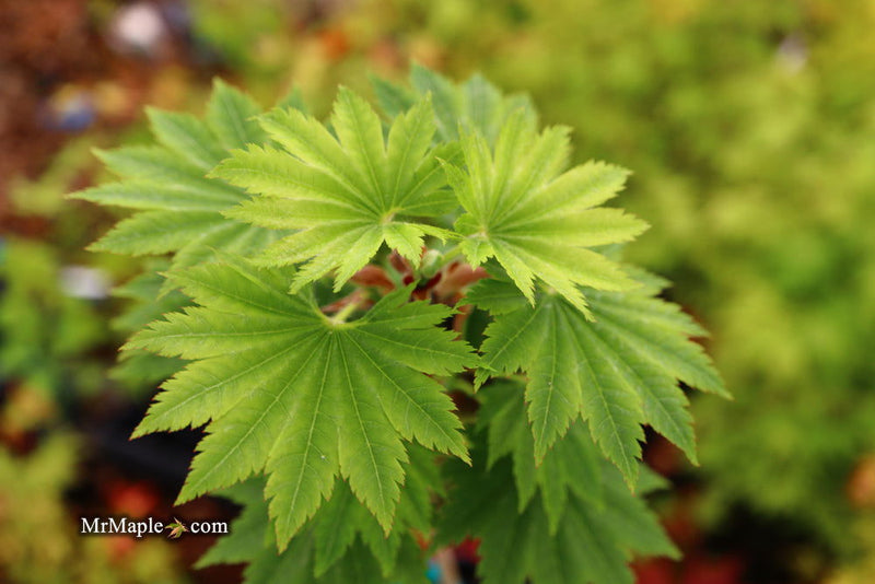 - Acer shirasawanum 'Seyu' Full Moon Japanese Maple - Mr Maple │ Buy Japanese Maple Trees