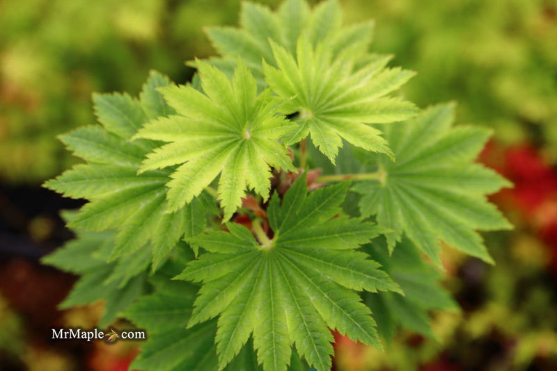 - Acer shirasawanum 'Seyu' Full Moon Japanese Maple - Mr Maple │ Buy Japanese Maple Trees