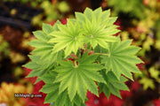 - Acer shirasawanum 'Seyu' Full Moon Japanese Maple - Mr Maple │ Buy Japanese Maple Trees