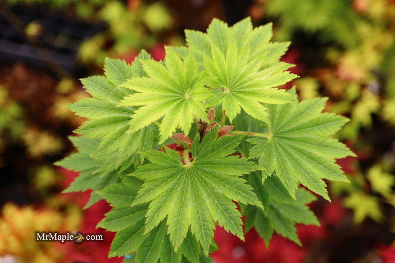 - Acer shirasawanum 'Seyu' Full Moon Japanese Maple - Mr Maple │ Buy Japanese Maple Trees