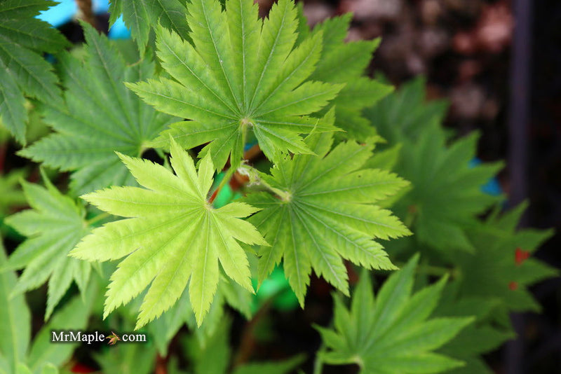 - Acer shirasawanum 'Seyu' Full Moon Japanese Maple - Mr Maple │ Buy Japanese Maple Trees
