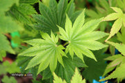 - Acer shirasawanum 'Seyu' Full Moon Japanese Maple - Mr Maple │ Buy Japanese Maple Trees