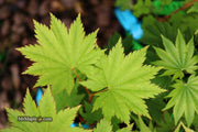 - Acer shirasawanum 'Seyu' Full Moon Japanese Maple - Mr Maple │ Buy Japanese Maple Trees