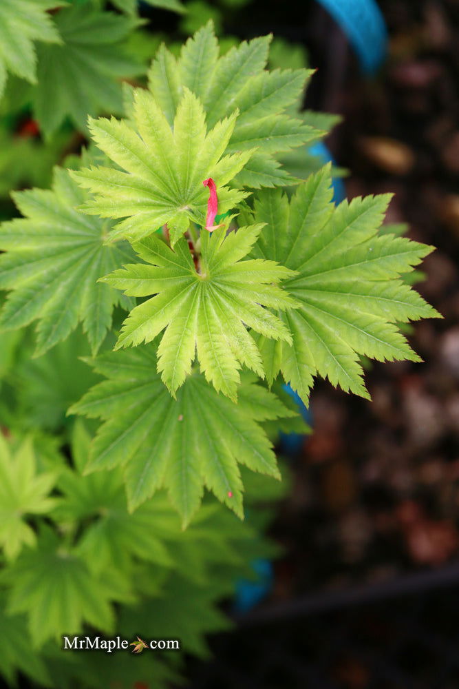 - Acer shirasawanum 'Seyu' Full Moon Japanese Maple - Mr Maple │ Buy Japanese Maple Trees