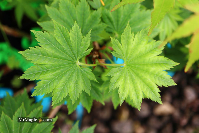 - Acer shirasawanum 'Seyu' Full Moon Japanese Maple - Mr Maple │ Buy Japanese Maple Trees