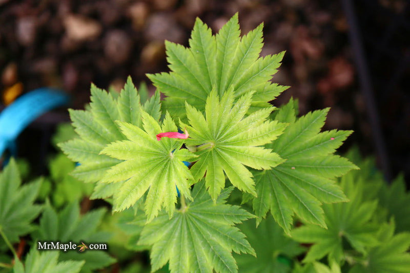 - Acer shirasawanum 'Seyu' Full Moon Japanese Maple - Mr Maple │ Buy Japanese Maple Trees