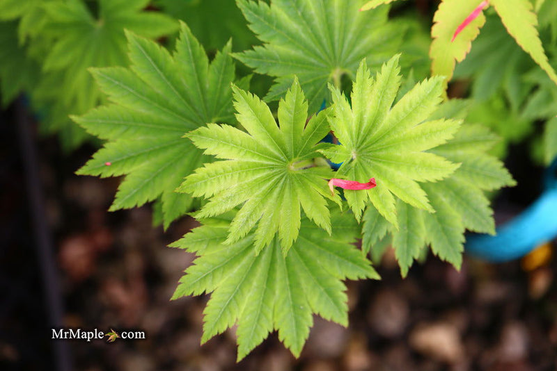 - Acer shirasawanum 'Seyu' Full Moon Japanese Maple - Mr Maple │ Buy Japanese Maple Trees