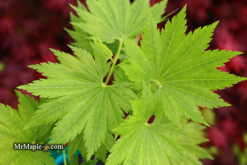 - Acer shirasawanum 'Seyu' Full Moon Japanese Maple - Mr Maple │ Buy Japanese Maple Trees