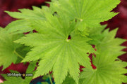 - Acer shirasawanum 'Seyu' Full Moon Japanese Maple - Mr Maple │ Buy Japanese Maple Trees