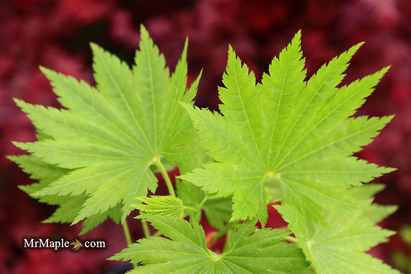 - Acer shirasawanum 'Seyu' Full Moon Japanese Maple - Mr Maple │ Buy Japanese Maple Trees