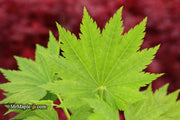 - Acer shirasawanum 'Seyu' Full Moon Japanese Maple - Mr Maple │ Buy Japanese Maple Trees